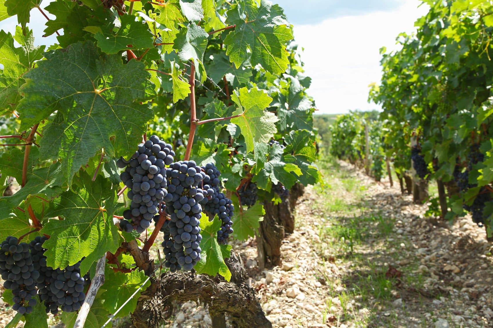 Qu'est-ce que le TESA simplifié ?